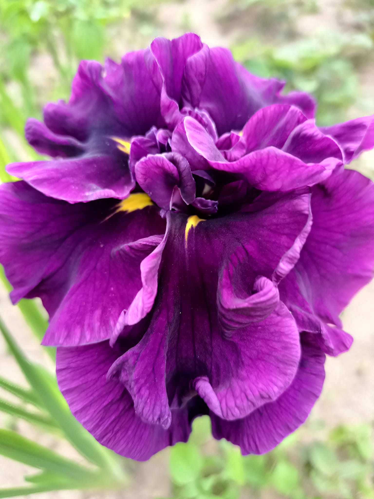 Ensata Eileen's Dream